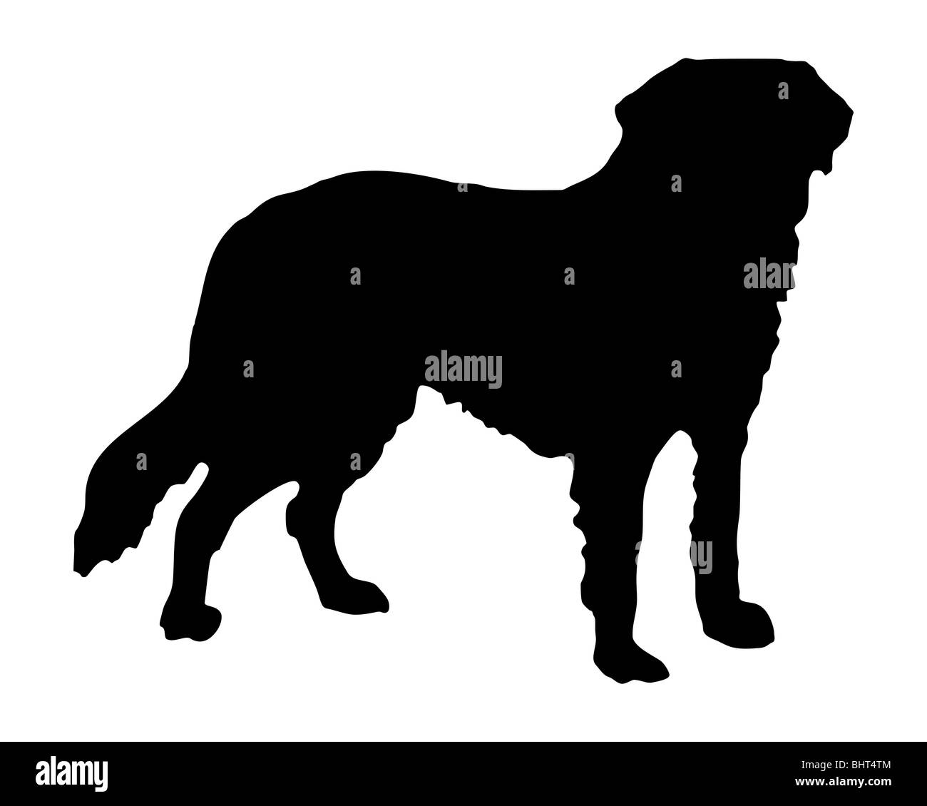 La silhouette nera di un san Bernardo cane Foto Stock