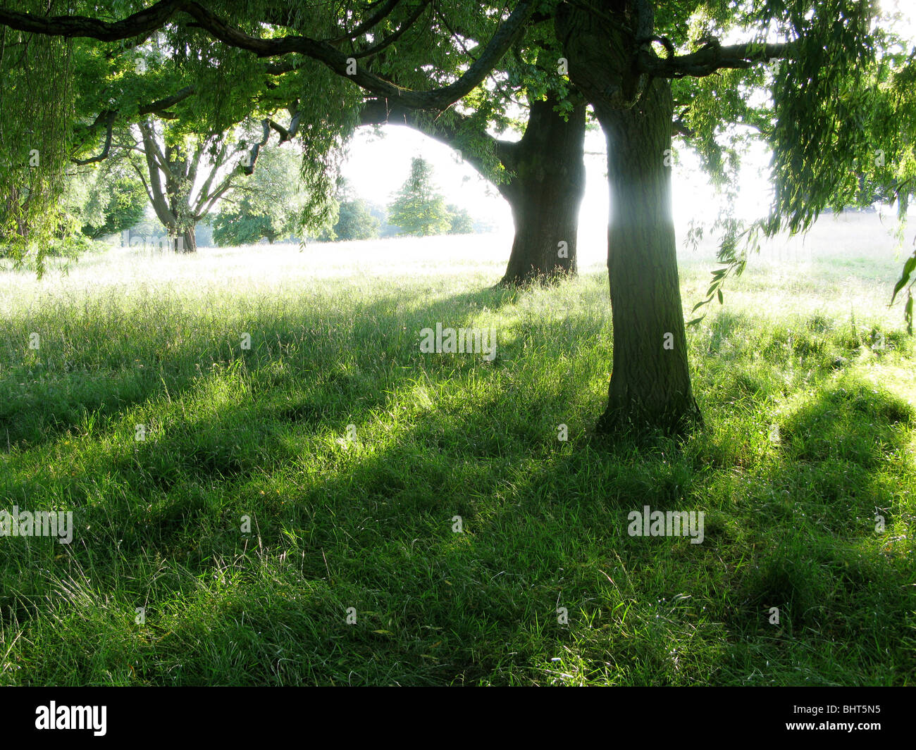 Sole che splende attraverso gli alberi in estate Foto Stock