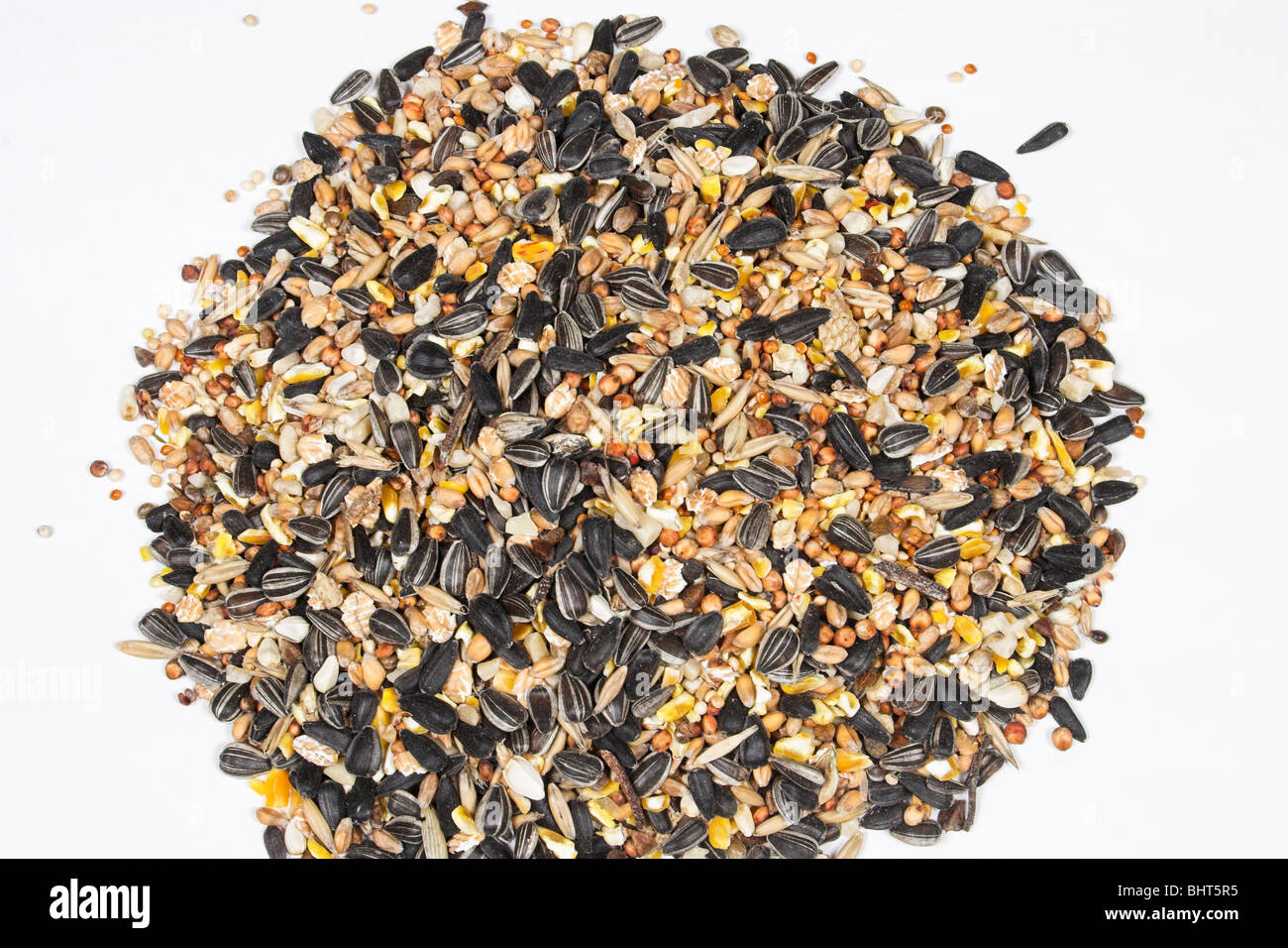 Uccelli selvatici cibo su sfondo bianco Foto Stock