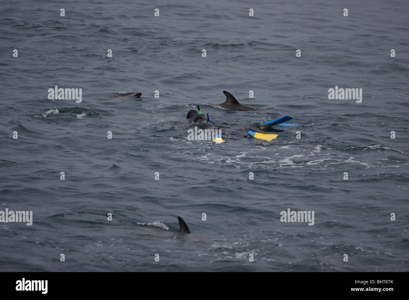 DUSKY i delfini e i sommozzatori, KAIKOURA, NUOVA ZELANDA Foto Stock
