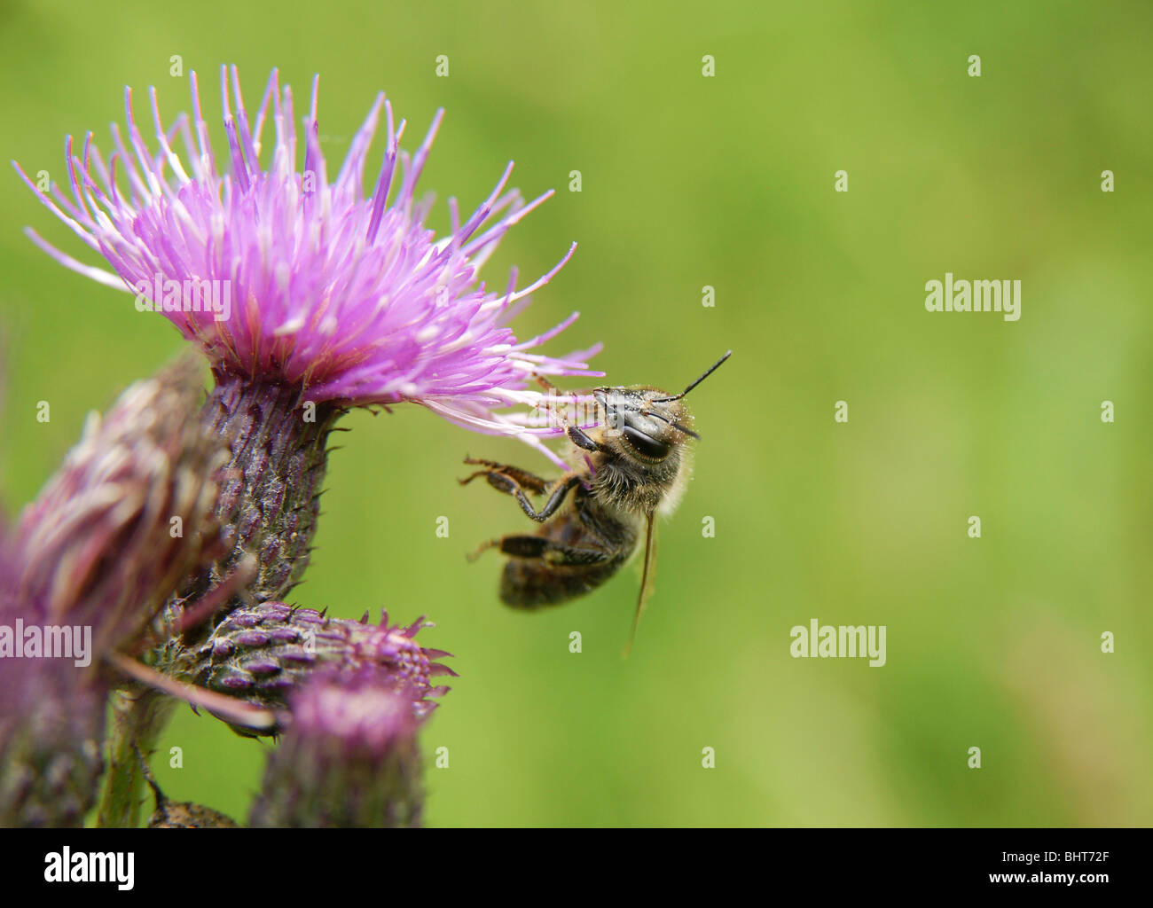 Close-up di bee seduta su di rosa fiori di campo Foto Stock