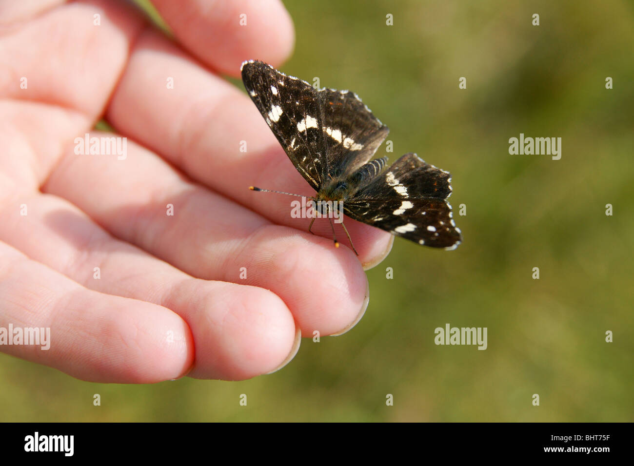 Bella farfalla colorata seduta sul palmo di un giorno d'estate Foto Stock