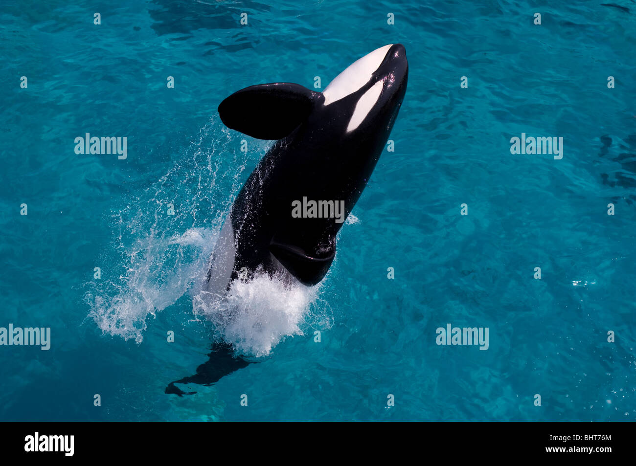 ORCA, Killer Whale JUMPING Foto Stock
