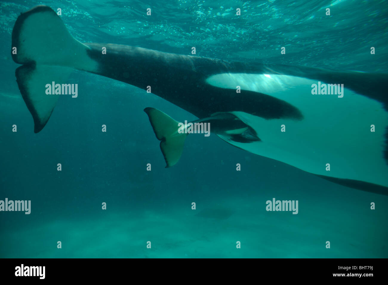 ORCA, Killer Whale, il parto Foto Stock