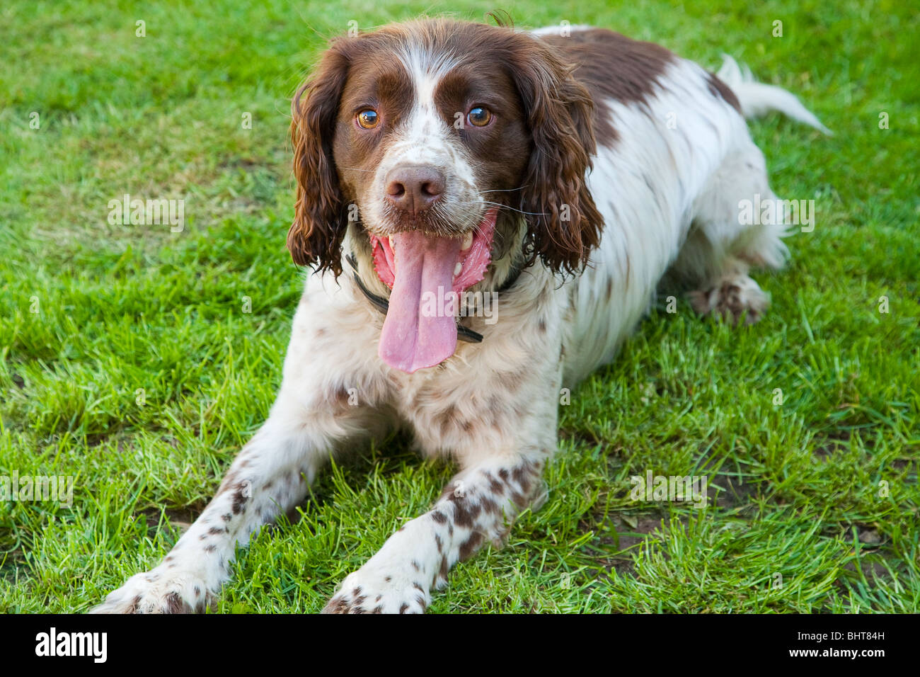 Springer Spaniel Foto Stock