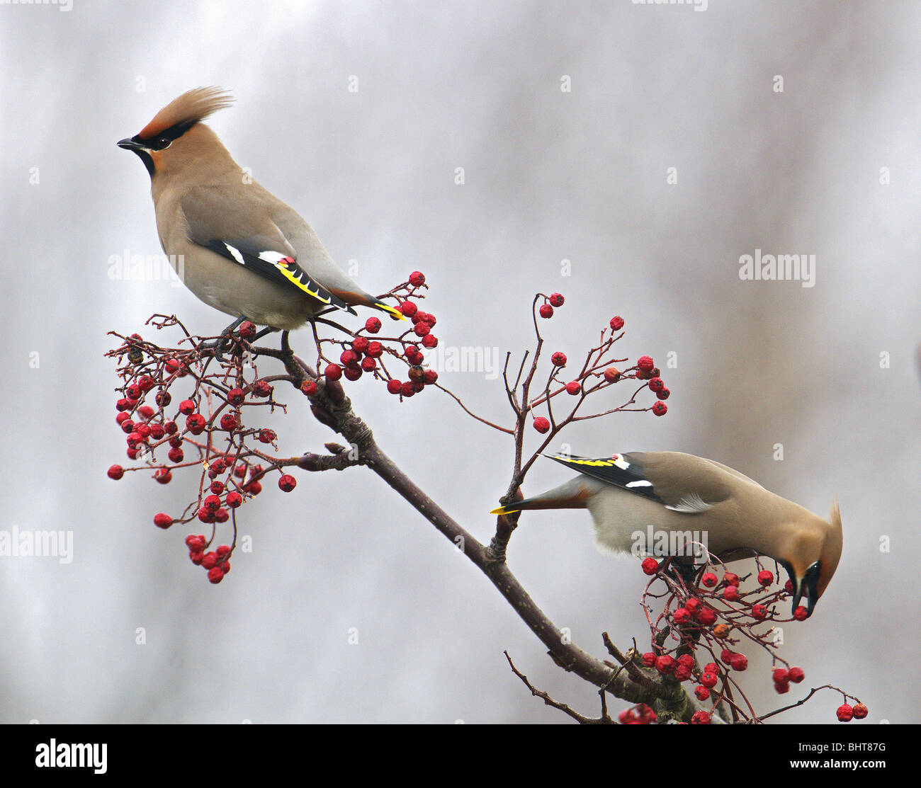 (WAXWING bombycilla garrulus) due individui mangiare ROWAN BACCHE. L'inverno. Regno Unito Foto Stock
