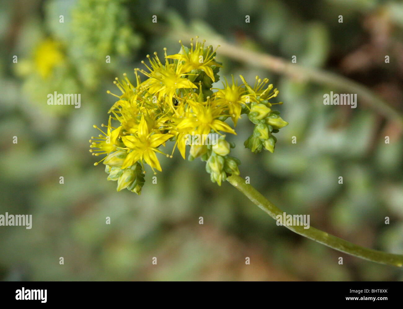 Argento, Sedum Sedum treleasei, Piante succulente | Dicotiledoni, Messico Centrale Foto Stock