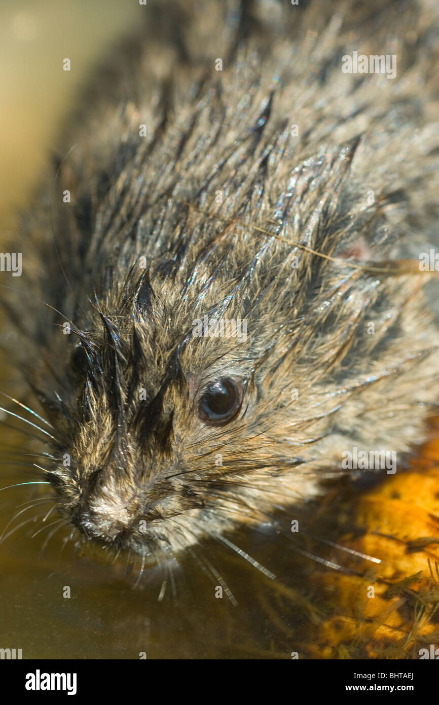 Acqua Vole (Arvicola amphibius). Foto Stock