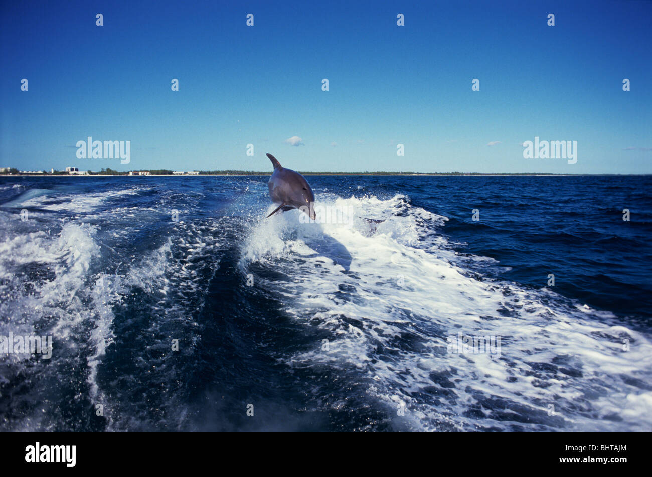 Il tursiope o delfino maggiore onda di equitazione, Grand Bahama, MAR DEI CARAIBI Foto Stock
