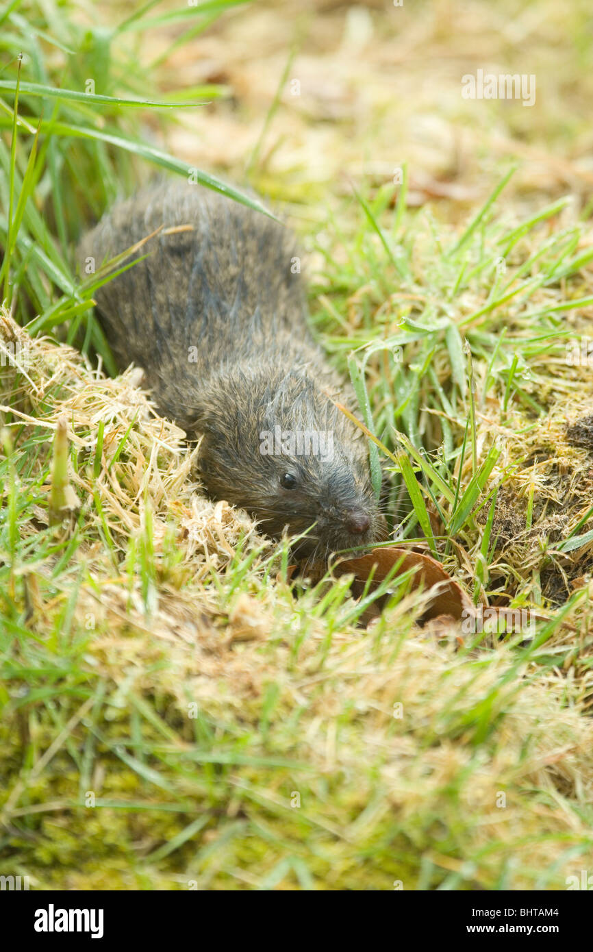 Acqua Vole (Arvicola amphibius). All'aperto ma cerca di coprire. Foto Stock