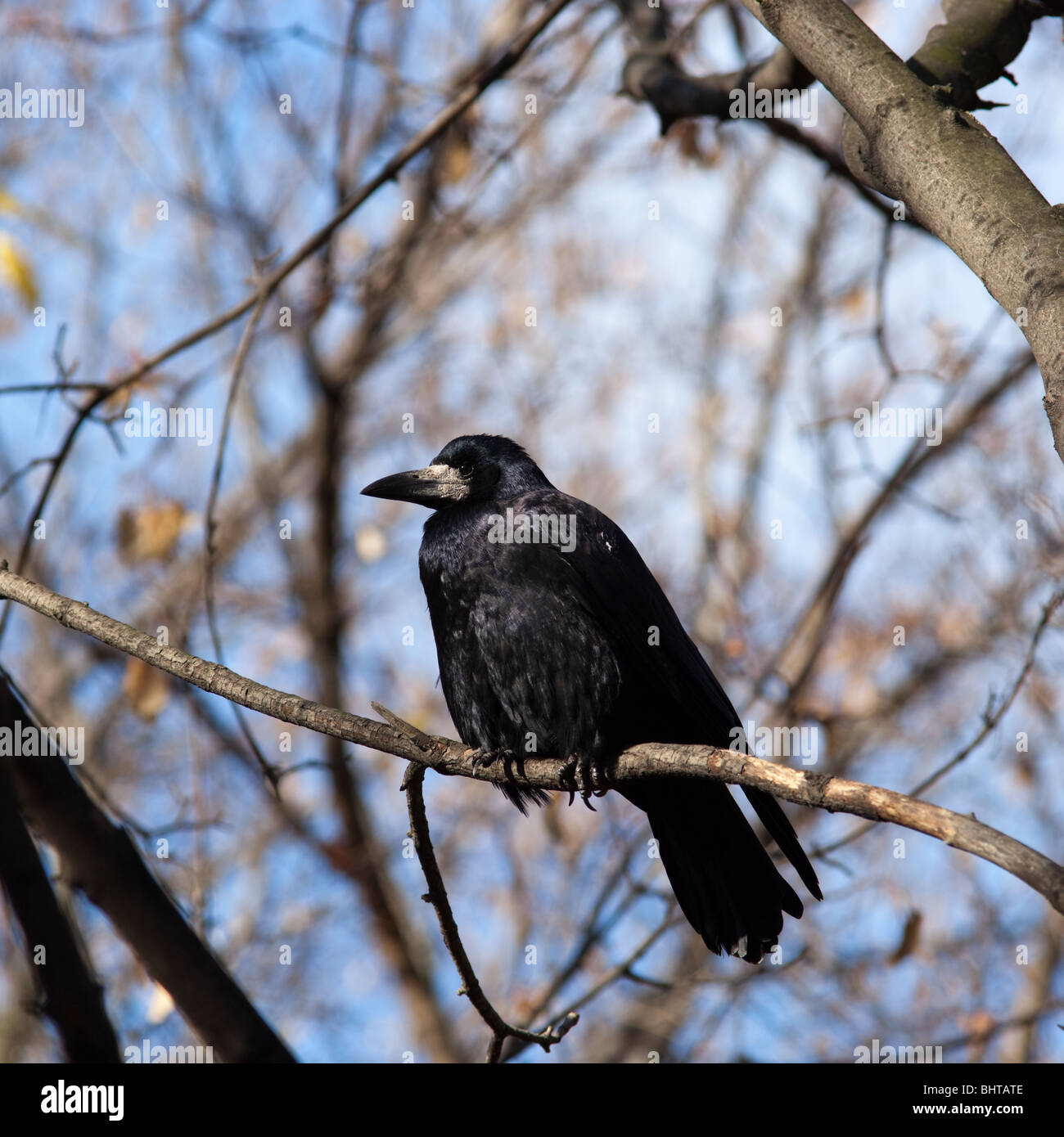 Adulto Rook (Corvus frugilegus) in un habitat naturale. Fotografia della fauna selvatica. Foto Stock