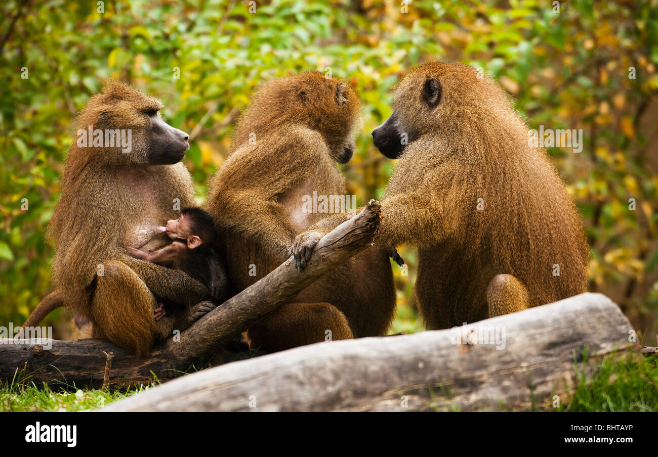 Famiglia del babbuino Foto Stock