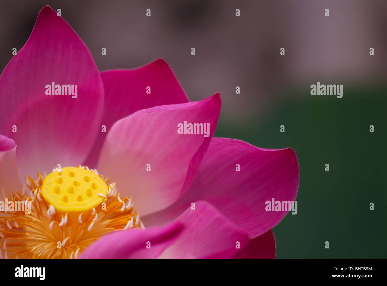Close-up di fiore di loto Foto Stock