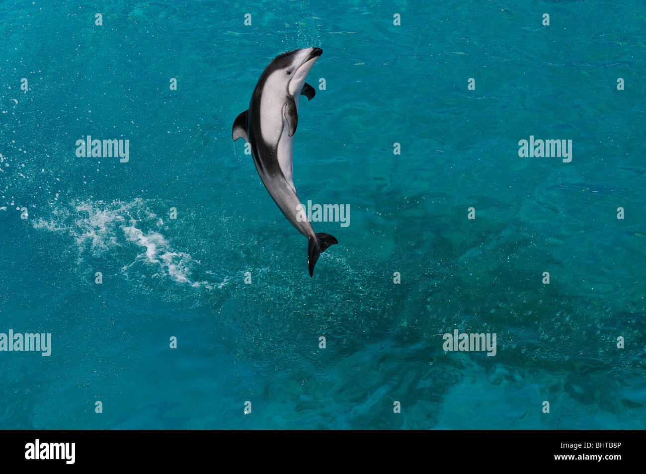 PACIFIC WHITE-sided DOLPHIN JUMPING Foto Stock