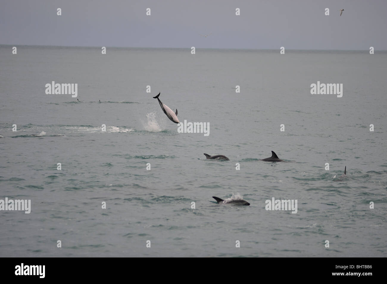 DUSKY delfini jumping, KAIKOURA, NUOVA ZELANDA Foto Stock