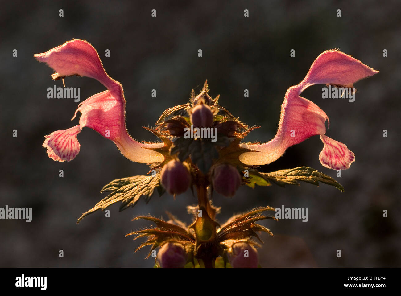 Avvistato Dead-ortica (Lamium maculatum) Foto Stock