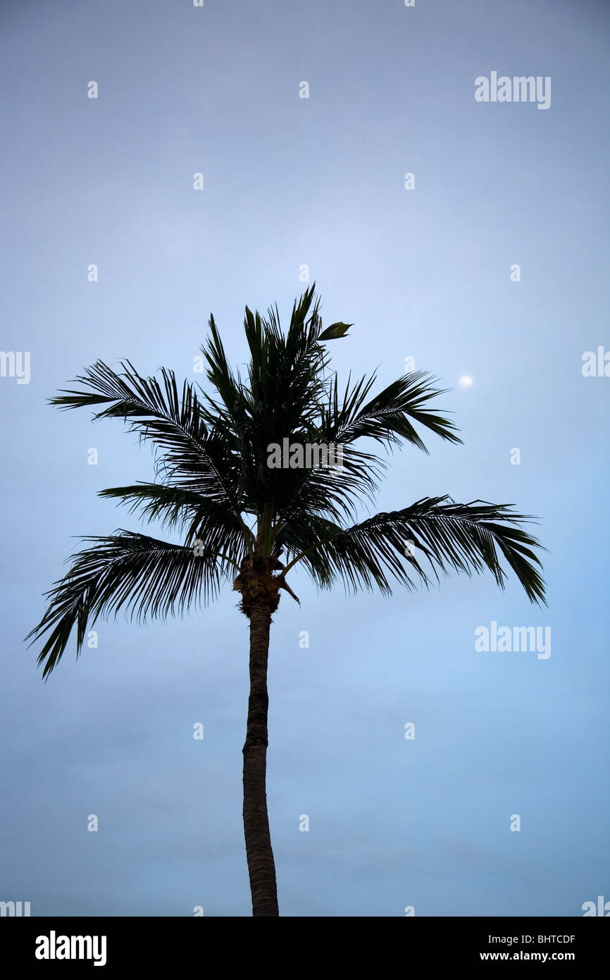 Palm Tree e chiaro di luna Foto Stock