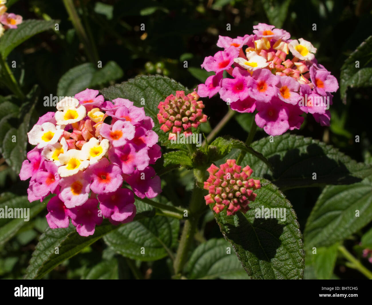 India Kerala, coloratissimi fiori rosa aperto e bud Foto Stock