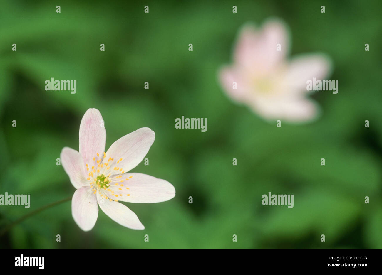 Legno Anemone, Anemone, namorosa Ecclesall Woods, Sheffield South Yorkshire Foto Stock