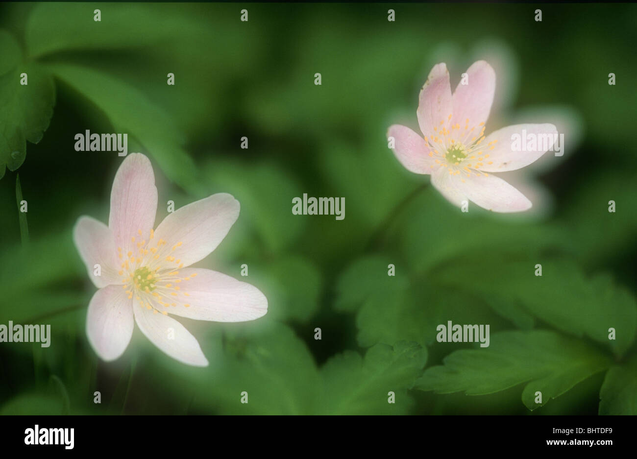 Legno Anemone, Anemone, namorosa Ecclesall Woods, Sheffield South Yorkshire Foto Stock