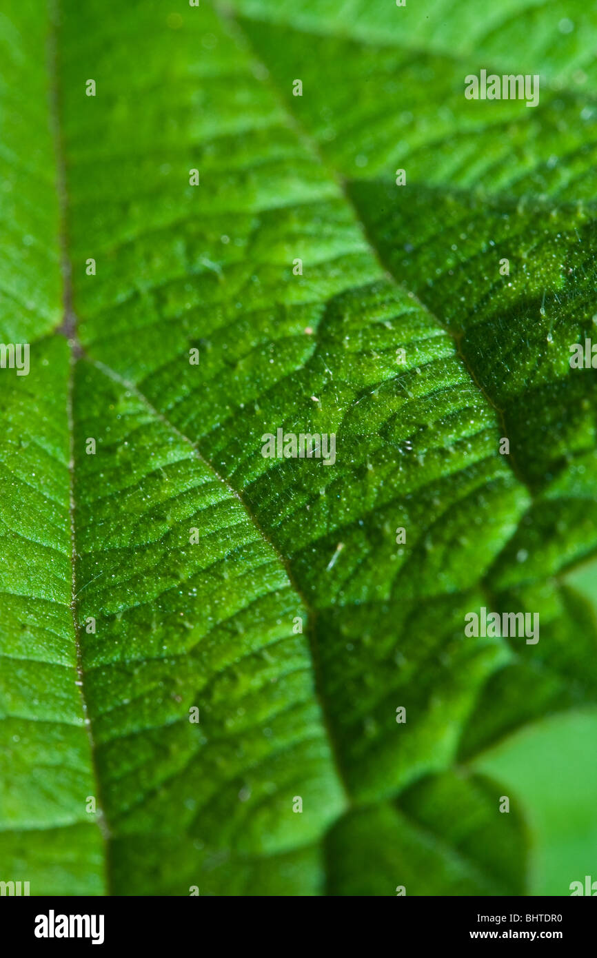 In prossimità di una parte di una foglia di ortica Foto Stock