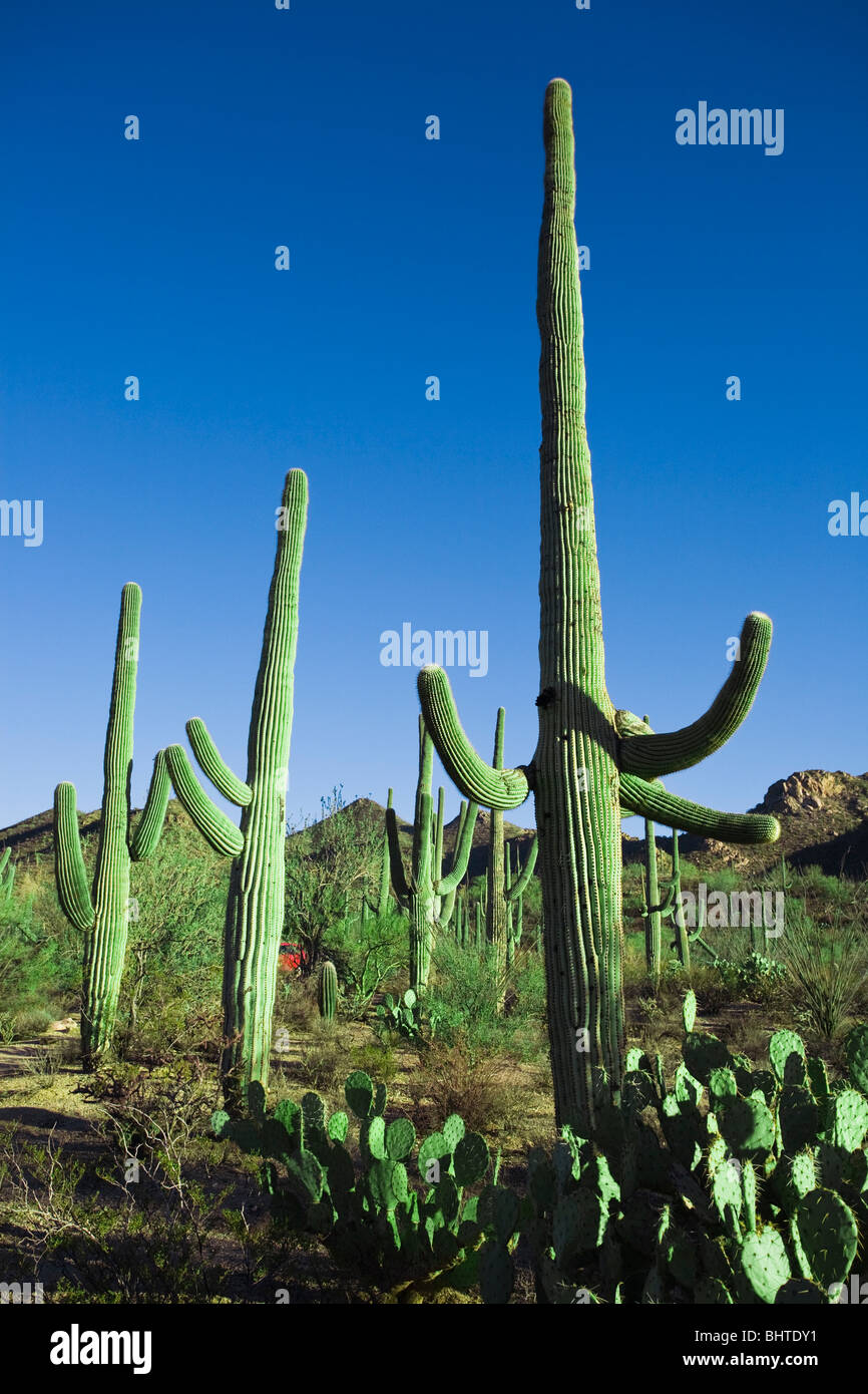 Gruppo di cactus Saguaro giganti, Carnegiea gigantea, al parco nazionale del Saguaro, Arizona. Foto Stock