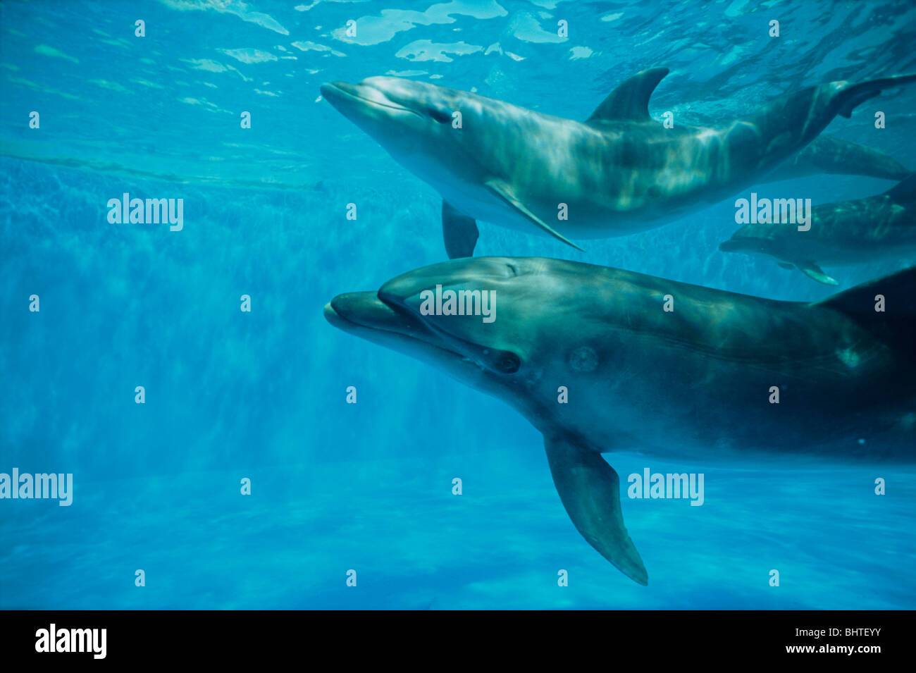 Il tursiope o delfino maggiore di vitelli e di madre Foto Stock