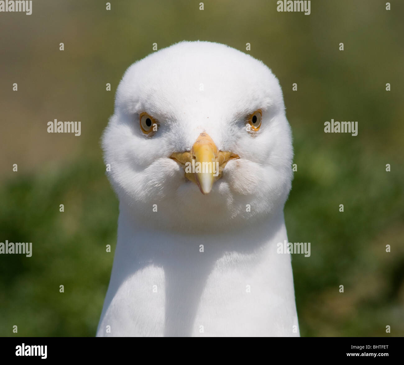 Un adulto aringa gabbiano Foto Stock