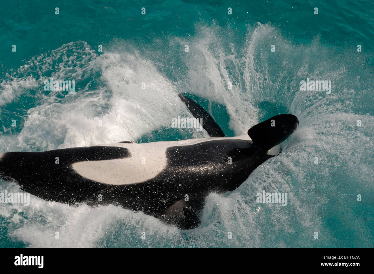 ORCA, Killer Whale schizzi Foto Stock