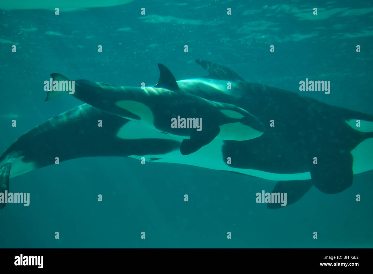 ORCA, Killer Whale CALF E MADRE Foto Stock