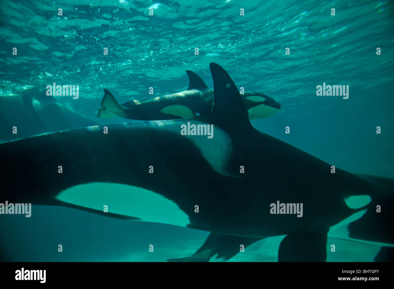 ORCA, Killer Whale famiglia Foto Stock