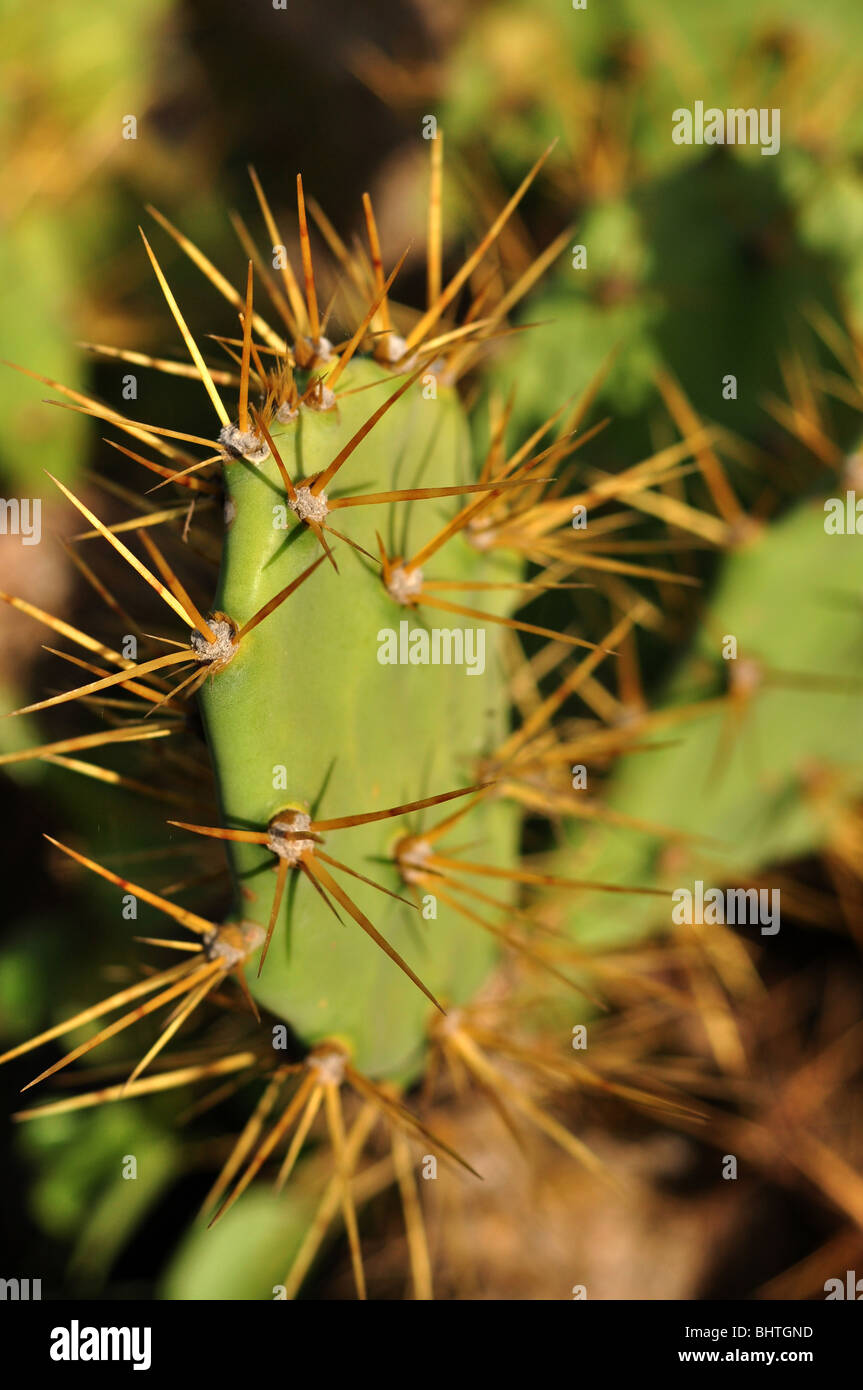 Cactus tunera Foto Stock