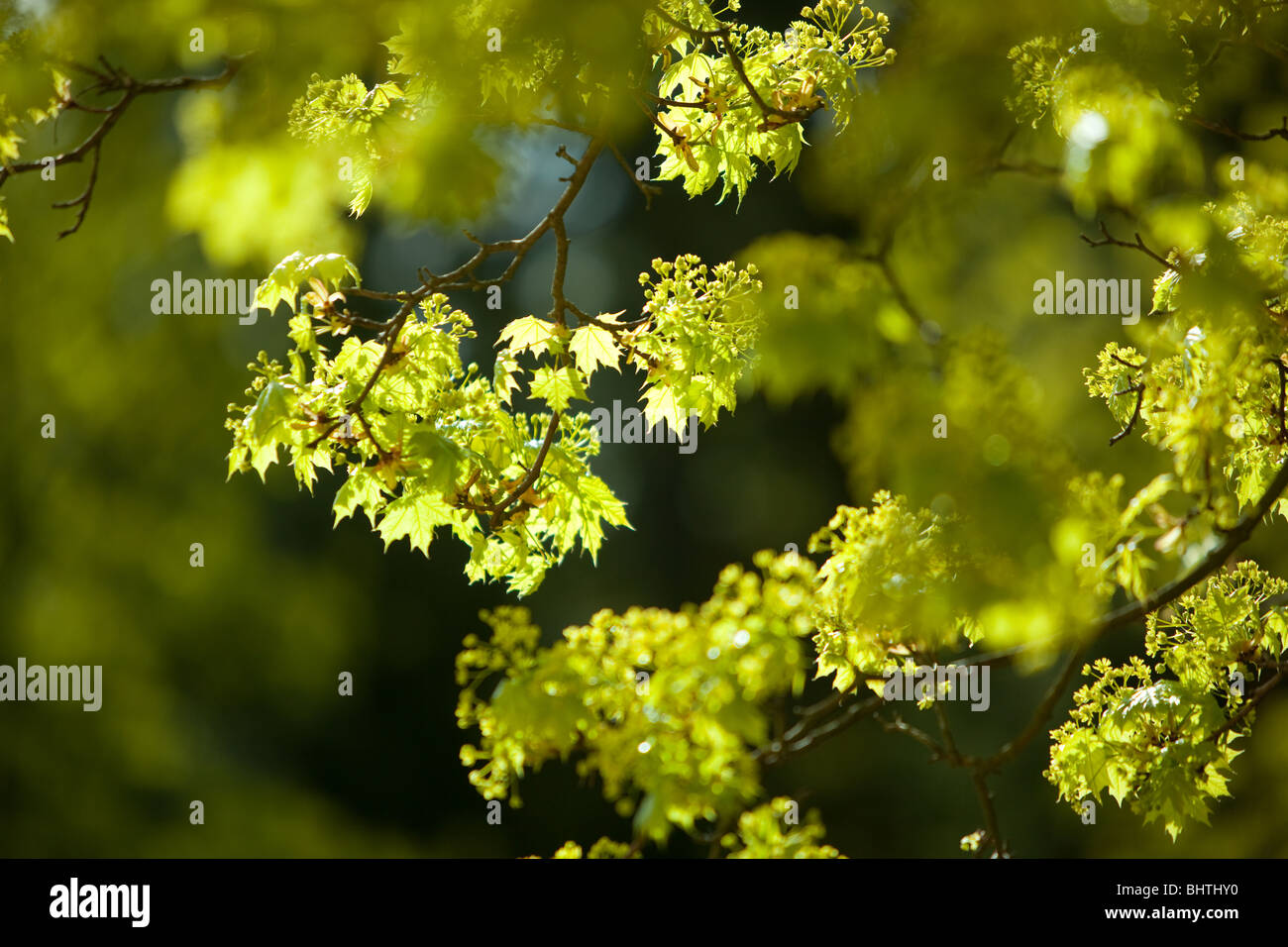 Norvegia Acero Acer platanoides, blossom Foto Stock