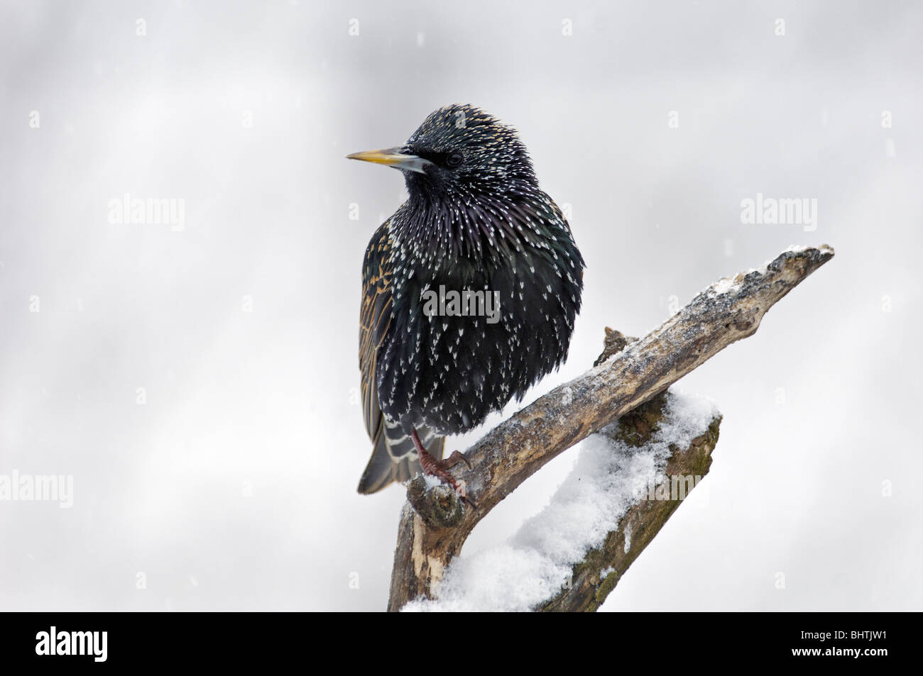 Europeo, Starling appollaiato sul ramo nella neve Foto Stock