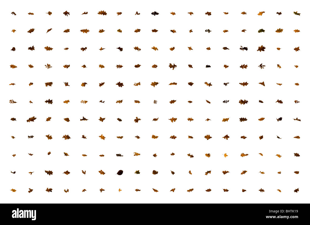 Foglie su un fondo bianco disporre di massa in linee Foto Stock
