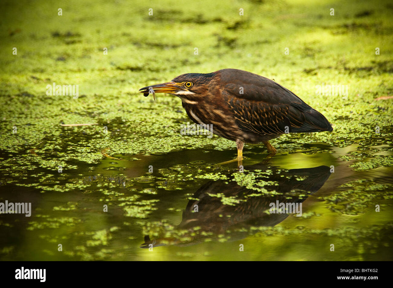 Airone verde e pesce Foto Stock