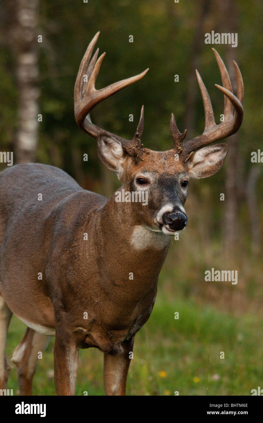 White-tailed buck(s) in caduta Foto Stock