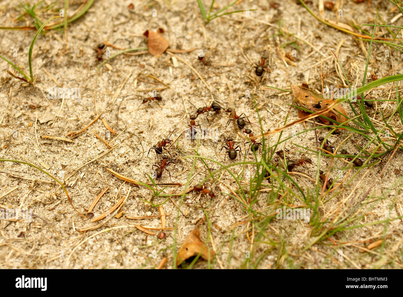 Formica rufa southern wood ant cavallo ant Foto Stock