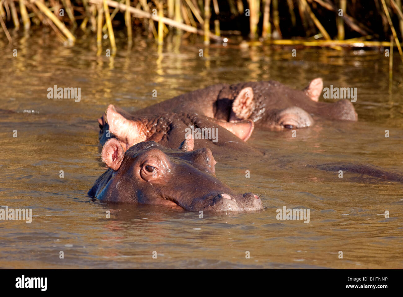 Tre semi sommerso Hippo's nel fiume Sabie Foto Stock