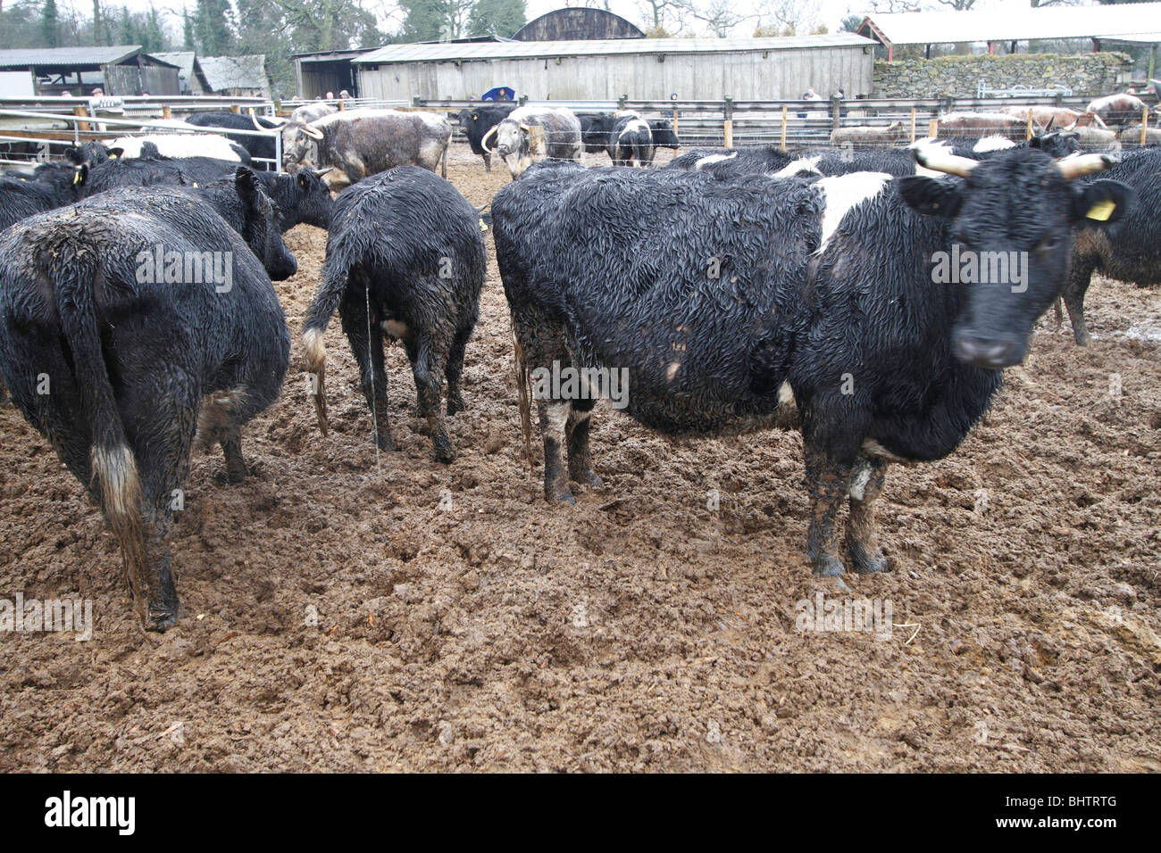 Shetland bovini sul truciolo pad. Aveva piovuto abbondantemente Foto Stock