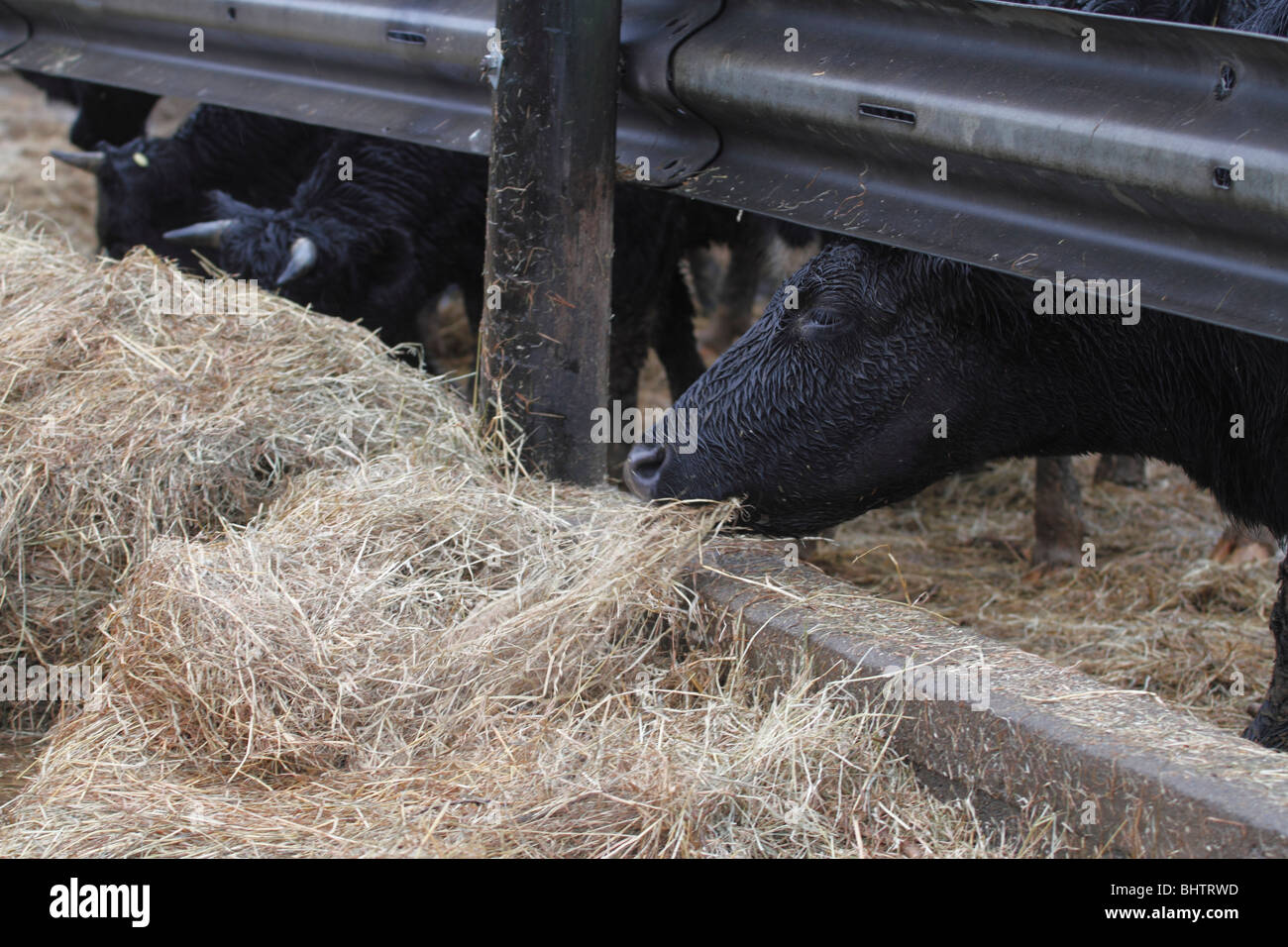 Alimentazione di calcestruzzo pad. Shetland bovini fuori di svernamento bestiame sulle pastiglie Woodship Foto Stock