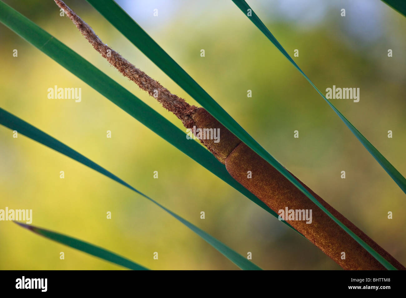 Typha latifolia o comuni o tifa Foto Stock