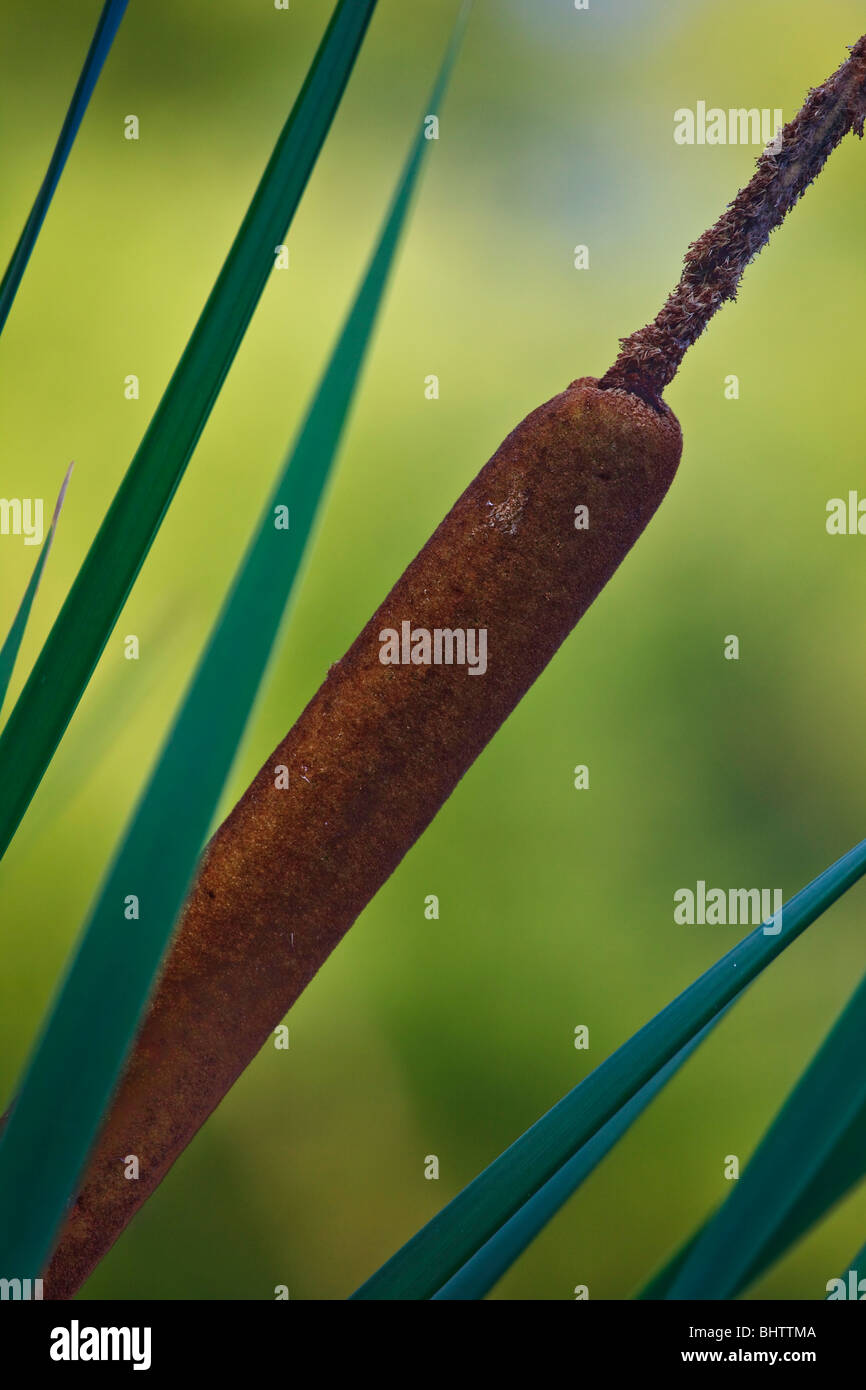 Typha latifolia o comuni o tifa Foto Stock