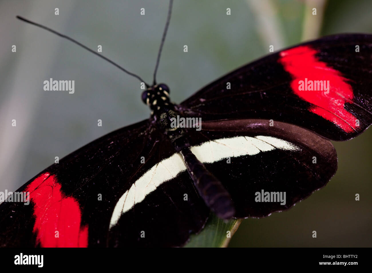 Portalettere farfalla o Heliconius melpomene : Foto Stock