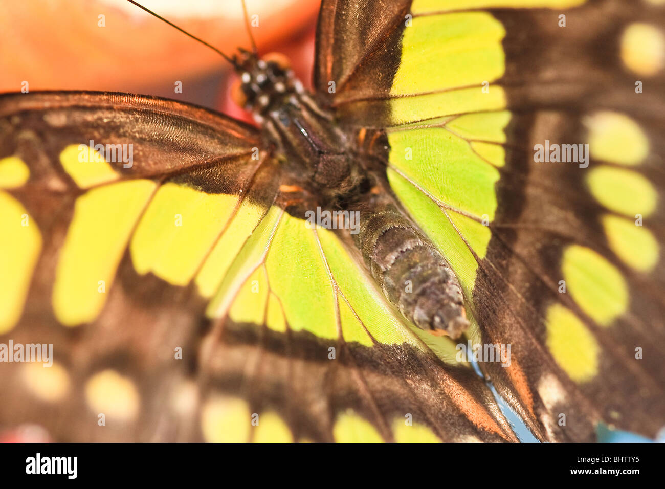 Malachite Butterfly, Siproeta stelenes Foto Stock