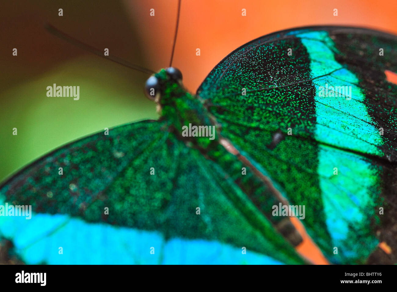 Smeraldo farfalla a coda di rondine Foto Stock