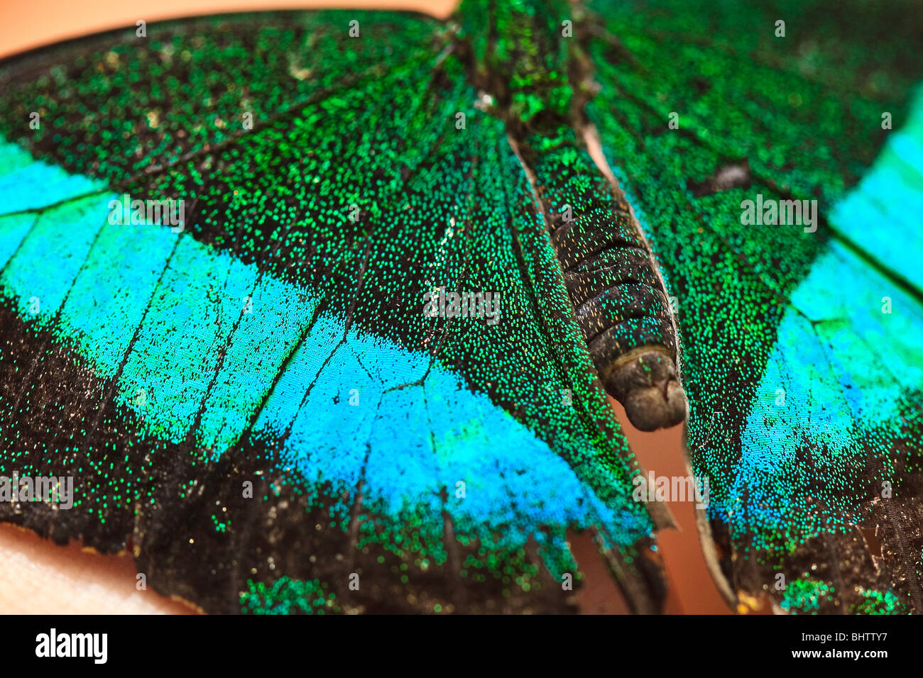 Smeraldo farfalla a coda di rondine Foto Stock