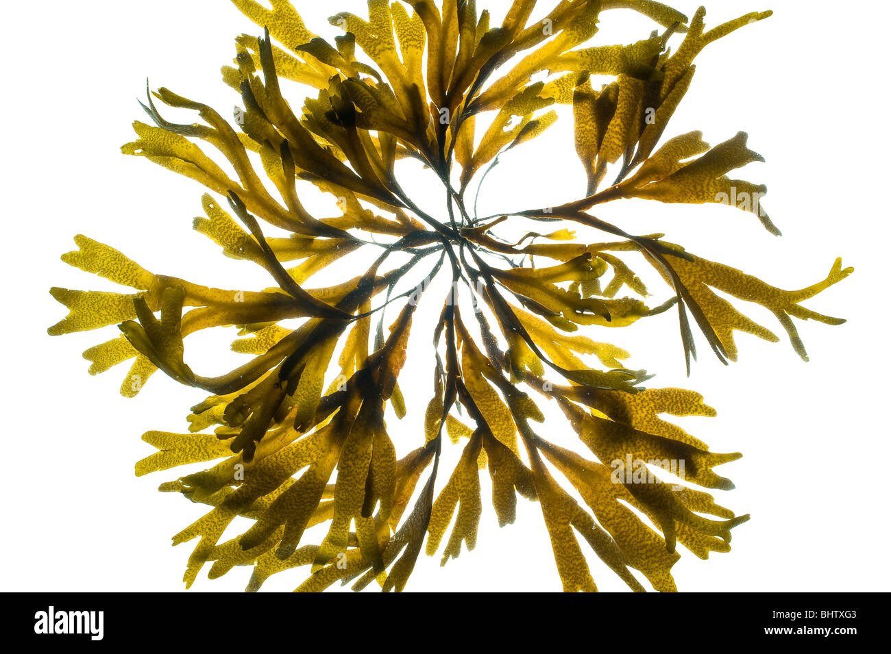 Alga marina Fucus Vesiculosus sospeso in acqua Foto Stock