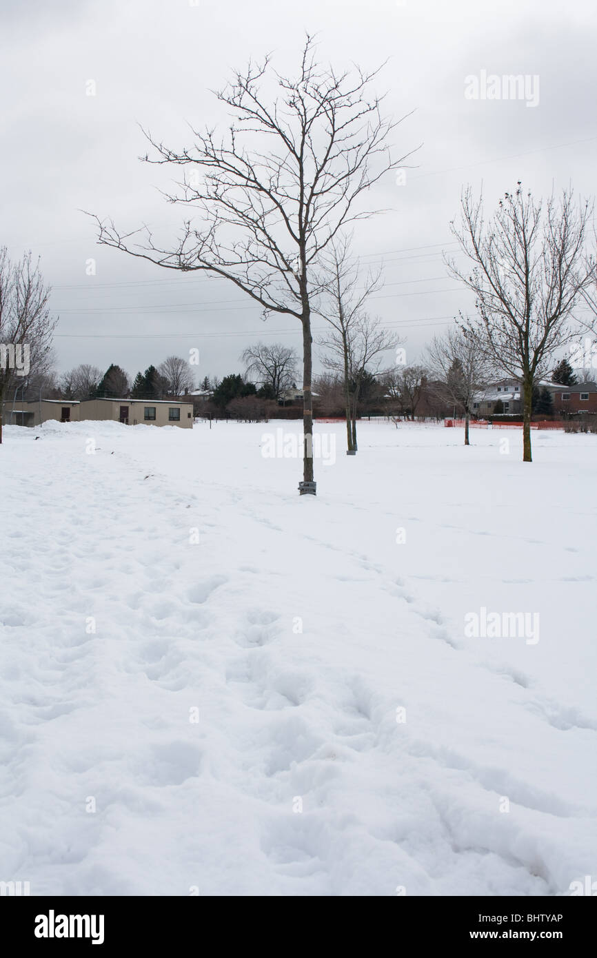 Footprints neve inverno alberi foglie n. Foto Stock