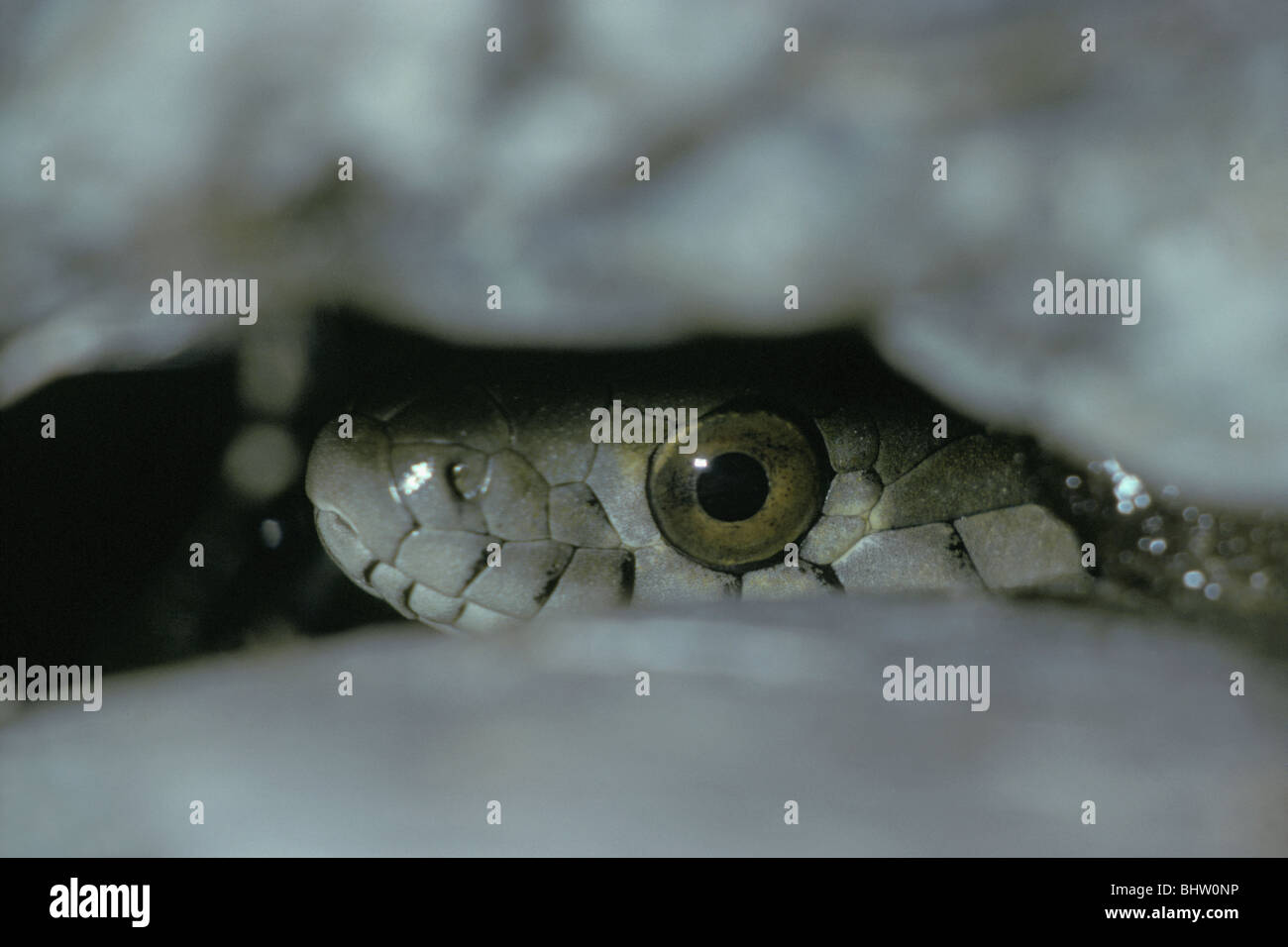 Garter snake (Thamnophis) nasconde nella crepa di pietra di massi di granito, Angeles National Forest, nel sud della California, US. Foto Stock